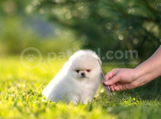 Pomeranian Boo Teddy Bear Mini Yavrularımız görsel