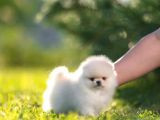 Pomeranian Boo Teddy Bear Mini Yavrularımız