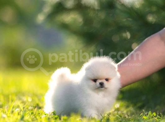 Pomeranian Boo Teddy Bear Mini Yavrularımız
