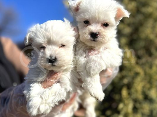Karbeyaz Maltese Yavru görsel