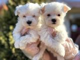 Karbeyaz Maltese Yavru