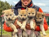 Fci Uluslararası Şecereli Wolf Dog  Yavruları