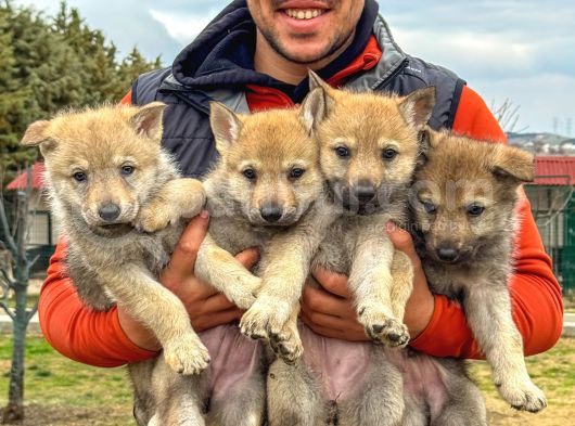 Fci Uluslararası Şecereli Wolf Dog  yavruları