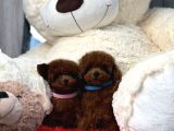 Toy Poodle Red Brown En Mini Yavrular