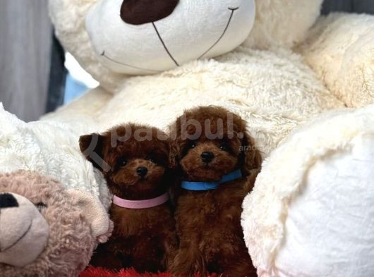 Toy Poodle Red Brown En Mini Yavrular görsel