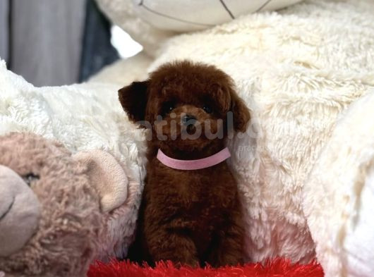 Toy Poodle Red Brown En Mini Yavrular görsel