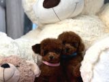 Toy Poodle Red Brown En Mini Yavrular