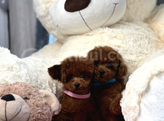 Toy Poodle Red Brown En Mini Yavrular görsel