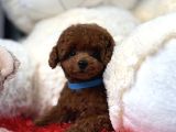 Toy Poodle Red Brown En Mini Yavrular