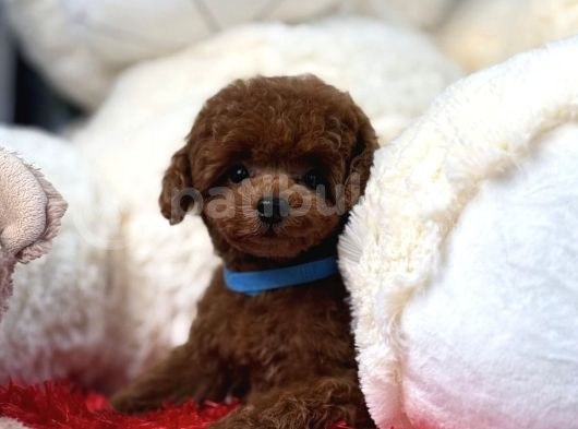 Toy Poodle Red Brown En Mini Yavrular görsel