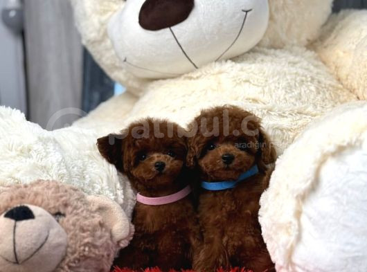 Toy Poodle Red Brown En mini Yavrular