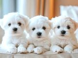 Maltese Terrier Ultra Mini Yavrularımız