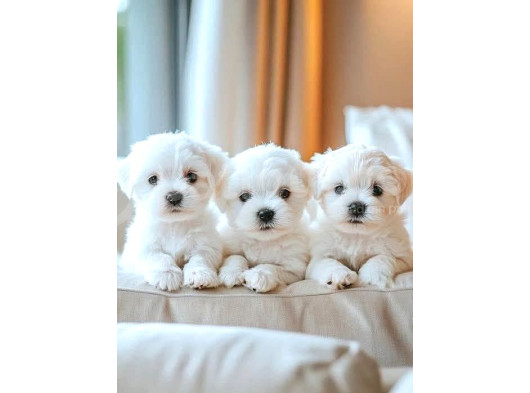 Maltese Terrier Ultra Mini Yavrularımız