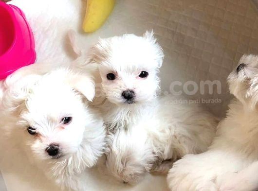 Maltese Terrier Ultra Mini Yavrularımız görsel