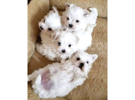 Maltese Terrier Ultra Mini Yavrularımız görsel