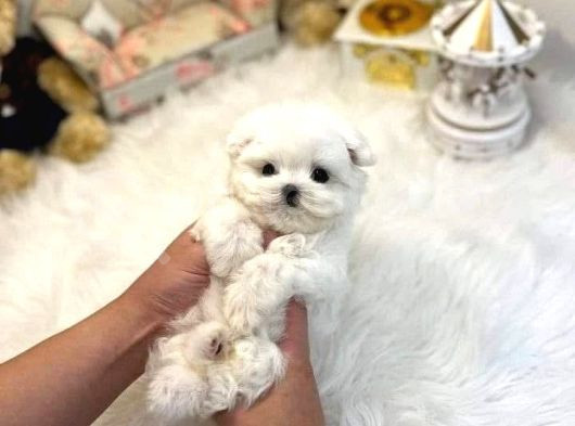Maltese Terrier Ultra Mini Yavrularımız görsel