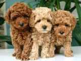 Original Poodle Yavruları