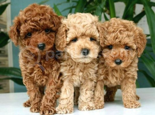 Original Poodle Yavruları görsel
