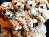 Original poodle yavruları
