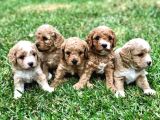 Original Poodle Yavruları
