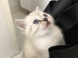 Sevimli minikler