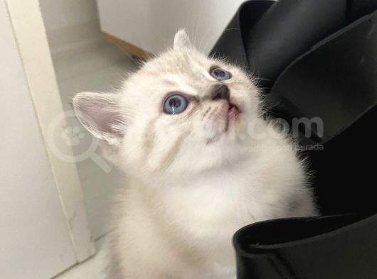 Sevimli Minikler