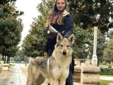 Fci Uluslararası Şecereli Wolf Dog  Yavruları