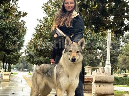 Fci Uluslararası Şecereli Wolf Dog  Yavruları görsel