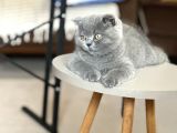 Aile Sıcaklığında Scottish Fold