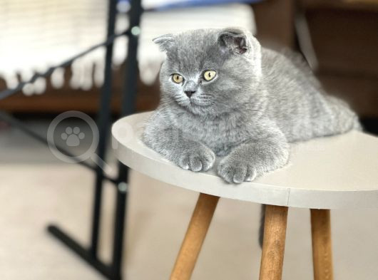 Aile Sıcaklığında Scottish Fold görsel