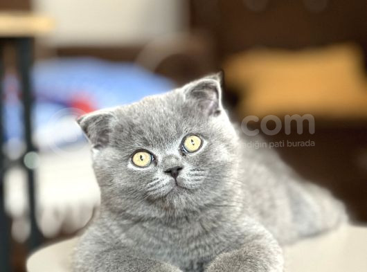 Aile Sıcaklığında Scottish Fold görsel