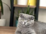 Aile sıcaklığında scottish fold