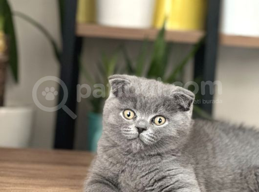 Aile Sıcaklığında Scottish Fold