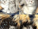 Safkan Irk Ve Sağlik Garanti̇li̇ Bri̇ti̇sh Si̇lver Poi̇nt Bebekler