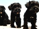 SİYAH SCHNAUZER YAVRU