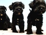 Si̇yah Schnauzer Yavru