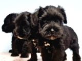 Si̇yah Schnauzer Yavru