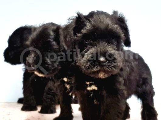 Si̇yah Schnauzer Yavru görsel
