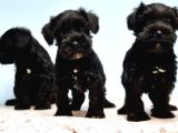 Si̇yah Schnauzer Yavru