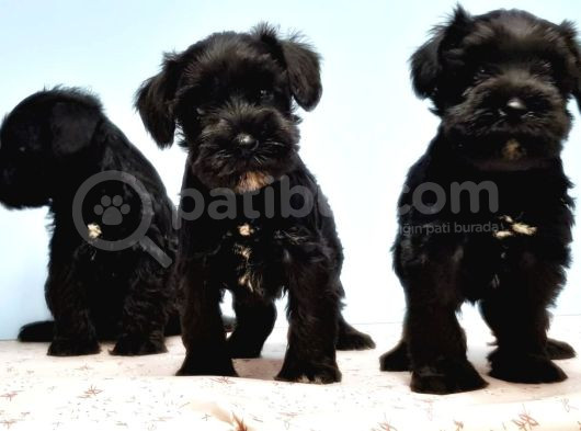 Si̇yah Schnauzer Yavru görsel
