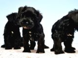Si̇yah Schnauzer Yavru