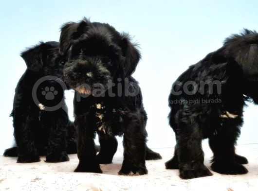 Si̇yah Schnauzer Yavru görsel