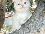 Nadi̇r Bulunan Renk Kodu Cy Bri̇ti̇sh Yavrularimiz