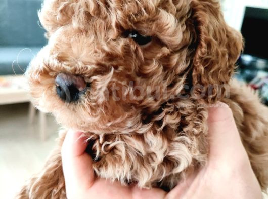 Toy Poodle görsel