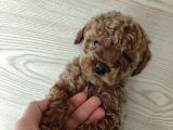Toy Poodle