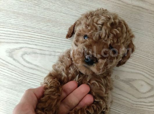 Toy Poodle görsel