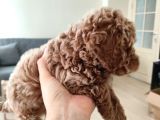 Toy Poodle