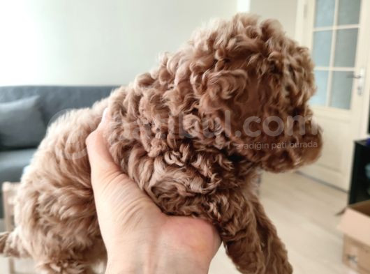 Toy Poodle görsel