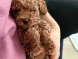 Toy Poodle