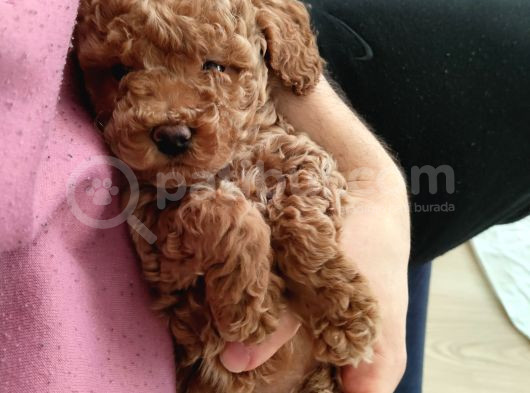 Toy Poodle görsel